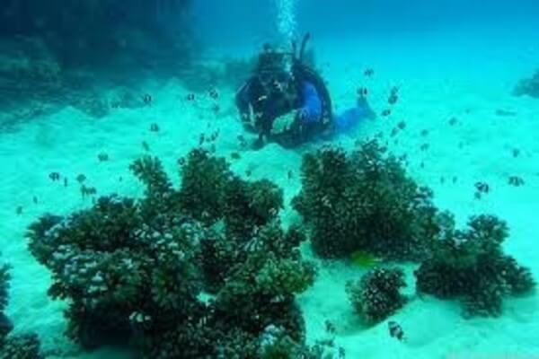 australia Scuba Diving