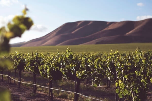 The Wine Valley Best places to visit in Chile