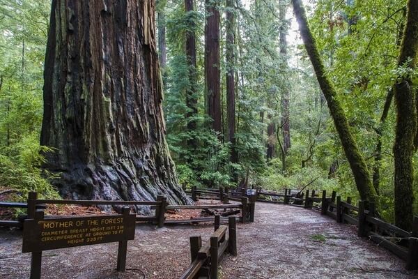 Oldest State Park Of California, places to visit in Bay area