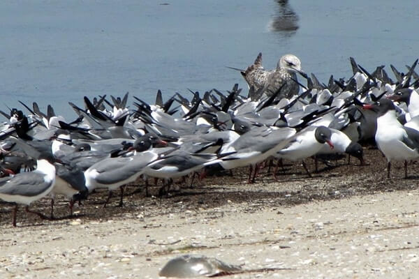 Shorebirds Migration In Delaware Bay