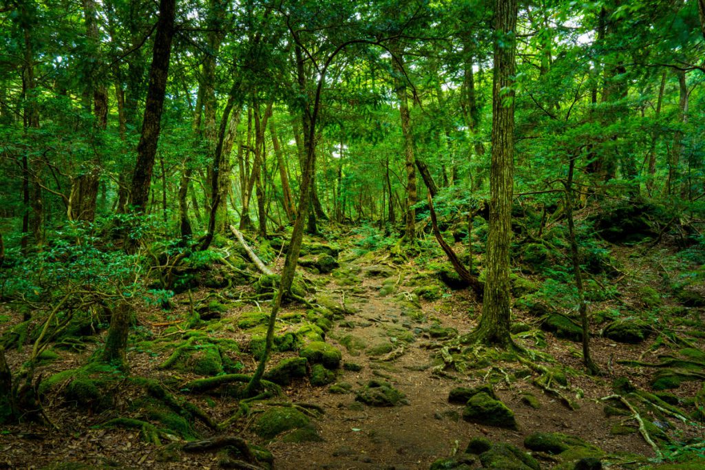 Aokigahara Forest