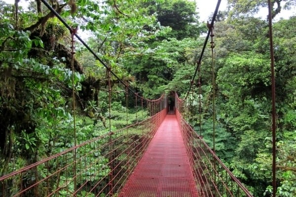Monteverde-Cloud-Forest-Reserve in Costa Rica 