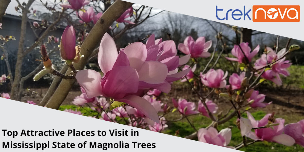 Top-10-Attractive-Places-to-Visit-in-Mississippi-State-of-Magnolia-Trees