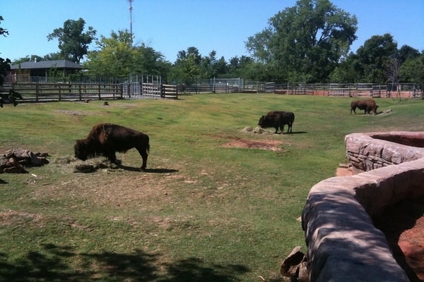 American Wood Bisons, Oklahoma City Zoo, U.S