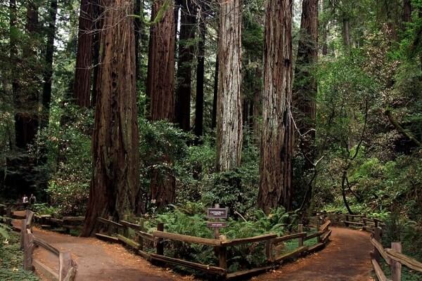 Muir Woods National Monument, weekend getaway from San Francisco