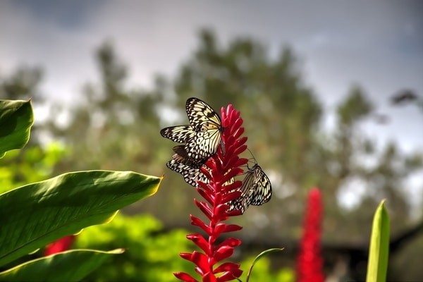 The Butterfly Farm, Things to do in Aruba Island
