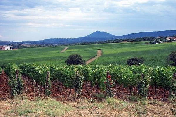 Val_D'Orcia Vineyards, Tuscany, Italy