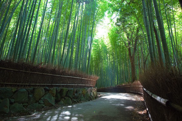 Arashiyama Bamboo Forest, best day trips from Kyoto