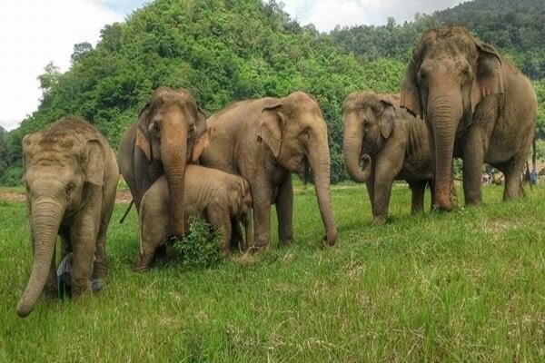 Elephant Nature Park, best day trips from Chiang Mai