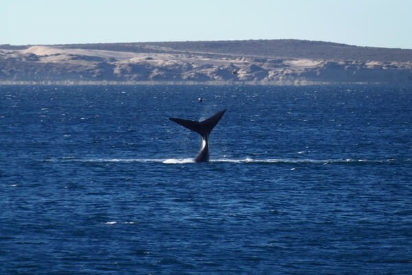 Puerto Madryn; Places To Visit In Argentina