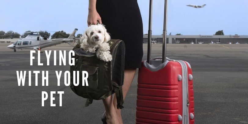 Flying With Your Pet