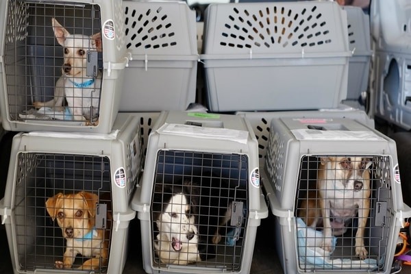 Airlines pet policy in cargo hold