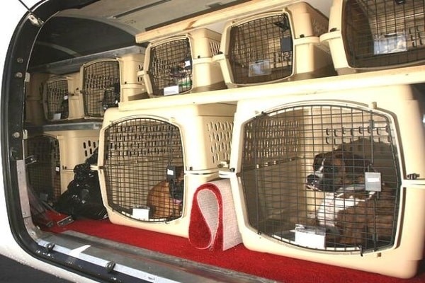 Aeroflot Pet Policy as baggage hold