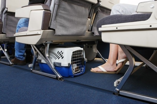 Aeroflot Pet Policy in cabin