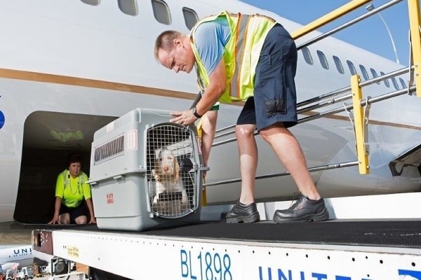 Air Canada pet policy, in baggage section