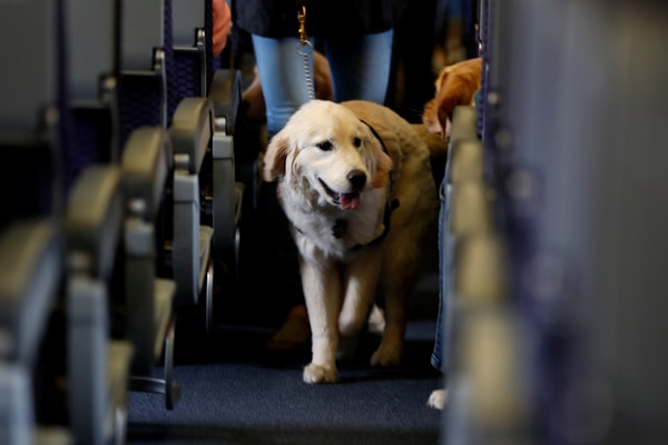 Assistance pet for Aer Lingus Pet Policy