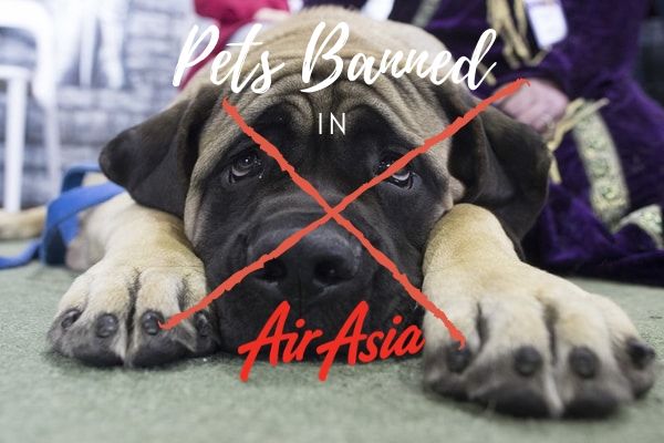 Pets Banned in AirAsia, AirAsia pet policy