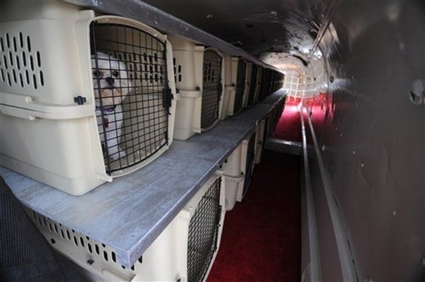 pets in cargo, ANA pet policy