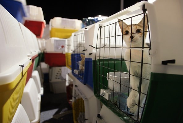 pet transport in cargo hold, AZAL pet policy