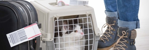 pet transport, AZAL pet policy