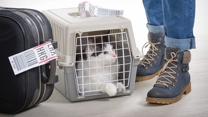 pet travel, Cathay Pacific Airway pet policy