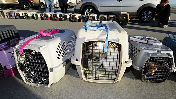 pet traveling in cargo hold, Alaska Airlines pet policy