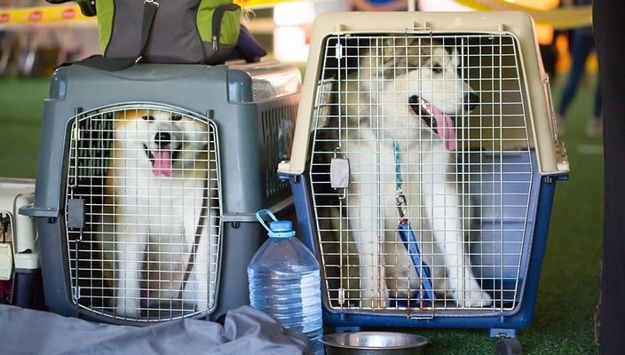 pets as checked bag, Asiana Airline pet policy