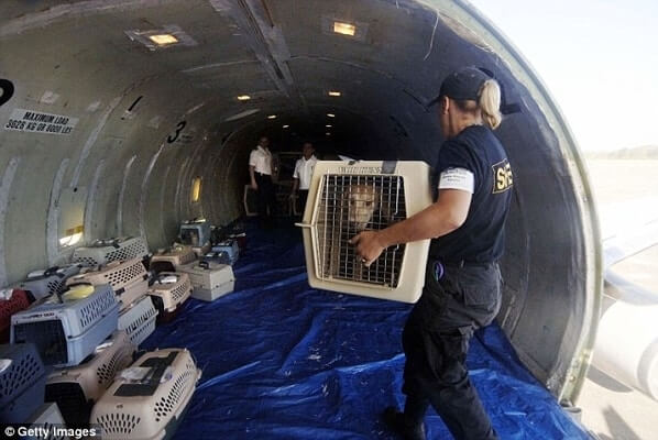 pets as in cargo hold, Air Transat pet policy