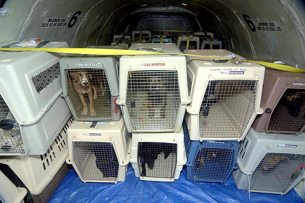 pets as in cargo hold, Austrian Airlines pet policy