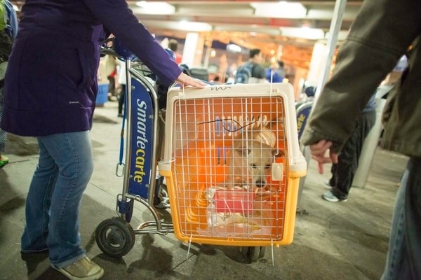 pets at arrival point, Air New Zealand pet policy