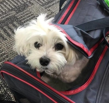 pets in cabin, Air Transat pet policy