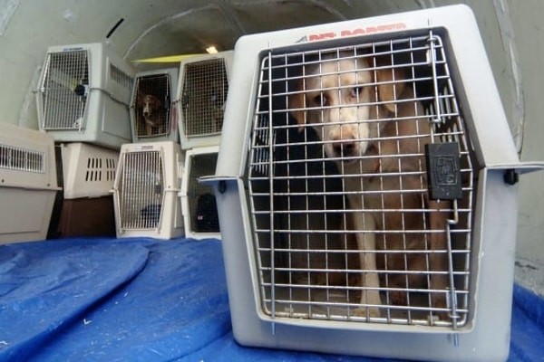 pets in cargo hold under Air France pet policy