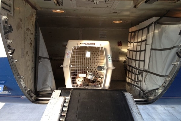 pets in cargo hold, Brussels Airlines pet policy