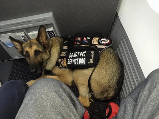 service dog, Cathay Pacific Airways pet policy