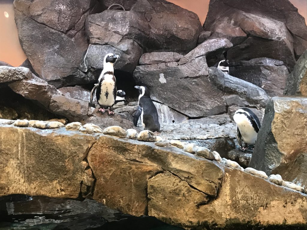 Georgia Aquarium Penguin Point